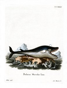 Blauwe walvis