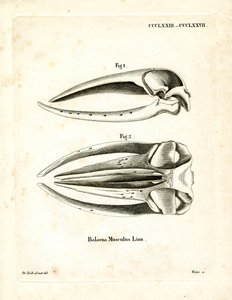 Schedel van blauwe vinvis