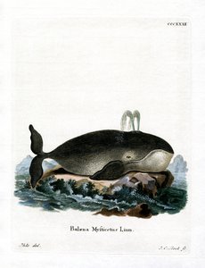 Groenlandse walvis