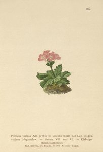 Breedbladige Sleutelbloem (Primula viscosa, Primula latifolia, Primula hirsuta)