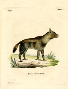Bruine Hyena door German School