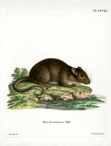 Bruine Rat