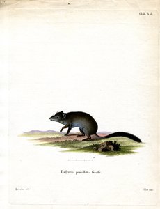 Borstelstaart Phascogale