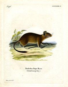 Borstelstaart rat
