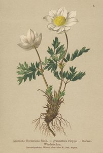 Bursers Anemoon (Anemone Burseriana, Anemone grandiflora)