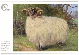 Bedrijf van tapijtfabrikanten Halbmond-Teppichfabrik Von Koch Und Te Kock (kleurenlitho)