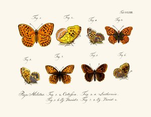 Vlinders