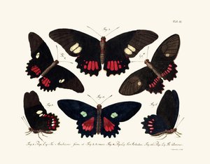 Vlinders