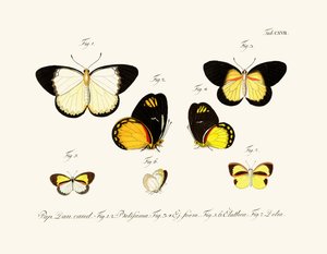 Vlinders