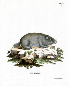 Kaapse Duinmolrat