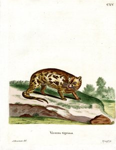 Kaapse Genetkat
