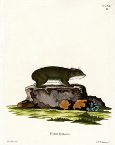 Kaapse klipdas