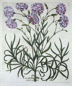 Anjer, uit Hortus Eystettensis, door Basil Besler, gepubliceerd 1613 door German School