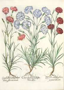 Anjers: 1.Caryophyllus multiplex flore albo; 2.Caryophyllus multiplex laciniosus flore incarnato; 3.Caryophyllus multiplex flore purpureo rubescente, uit de Hortus Eystettensis door Basil Besler door German School