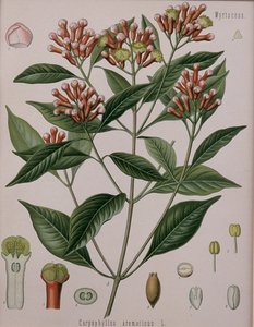 Caryophyllus Aromaticus (Kruidnagel) door German School