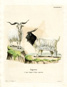 Kasjmier geit