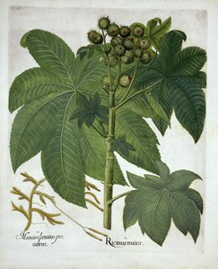 Wonderboom, uit Hortus Eystettensis, door Basil Besler, 1613 door German School