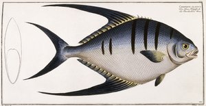 Chaetodon Glaucus, 1785-1788 door German School