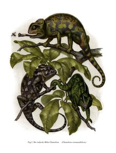 Kameleon