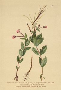 Muurpeper Wilgenroosje