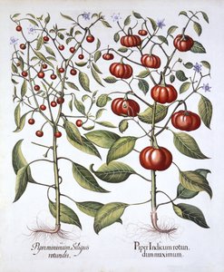 Chilipeper [Nachtschadefamilie], uit Hortus Eystettensis, door Basil Besler, 1613 door German School