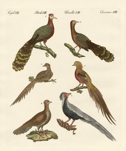 Chinese vogels