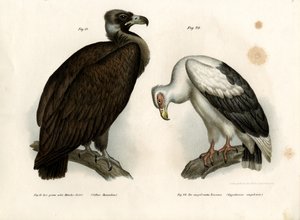 Monniksgier, 1864