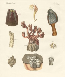Cirrhipodas, borstelwormen of brachiopoden door German School
