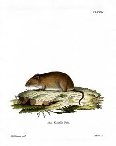 Klipmuis