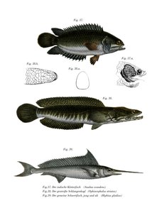 Klimbaars