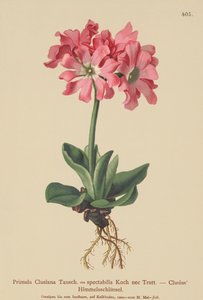 Clusiana Sleutelbloem (Primula Clusiana, Primula spectabilis)