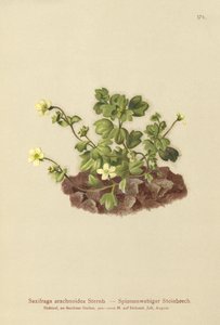 Spinrag Steenbreek