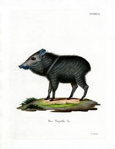 Kraagpekari