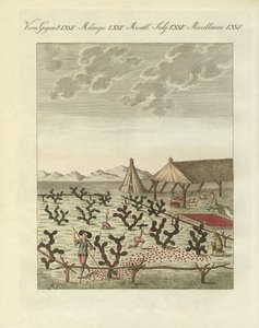 Het verzamelen van cochenilles door German School