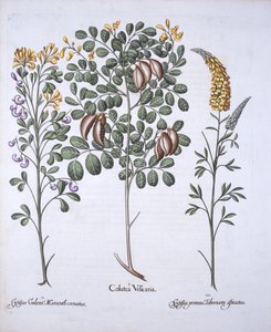 Coluteaboom en Cytisus variëteiten, uit Hortus Eystettensis, door Basil Besler, 1613 door German School