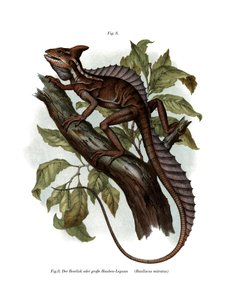 Gewone basilisk