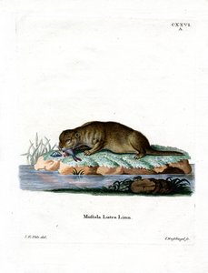 Gewone Otter