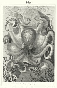 Gewone octopus door German School