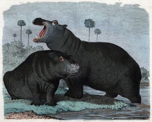 Koppel nijlpaarden. In “Wenn Jemand eine Reise thut, so kann er was erzahlen” (Als iemand reist, kan hij wat vertellen), Duits verhaal van Franz Wiedemann door German School