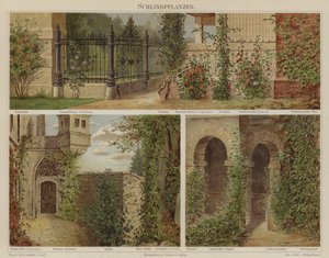 Kruipende en klimplanten door German School