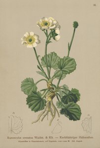 Gekartelde Boterbloem