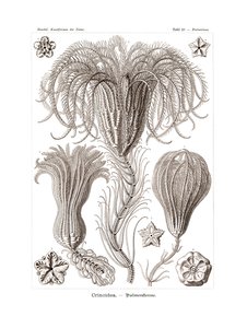 Crinoidea door German School