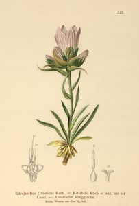 Kroatische Grasbel