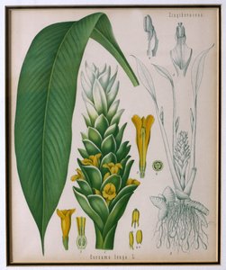 Curcuma longa (kurkuma) uit Kohlers Medicinale Planten door Franz Eugen Kohler door German School