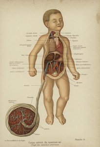 Doorsnede van de interne organen van een pasgeboren baby en zijn navelstreng