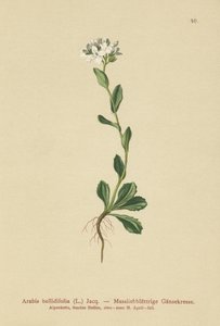 Madeliefbladige Muurpeper