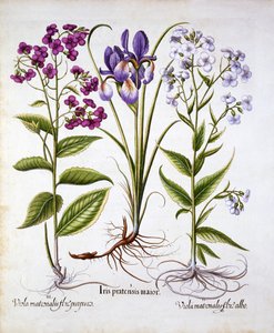 Damastviooltje en Veldiris, uit Hortus Eystettensis, door Basil Besler, 1613 door German School