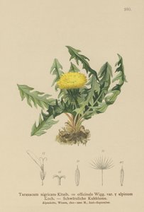 Paardenbloem