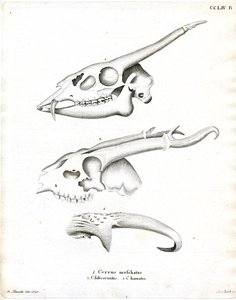Hertengewei