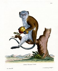 Diana aap
